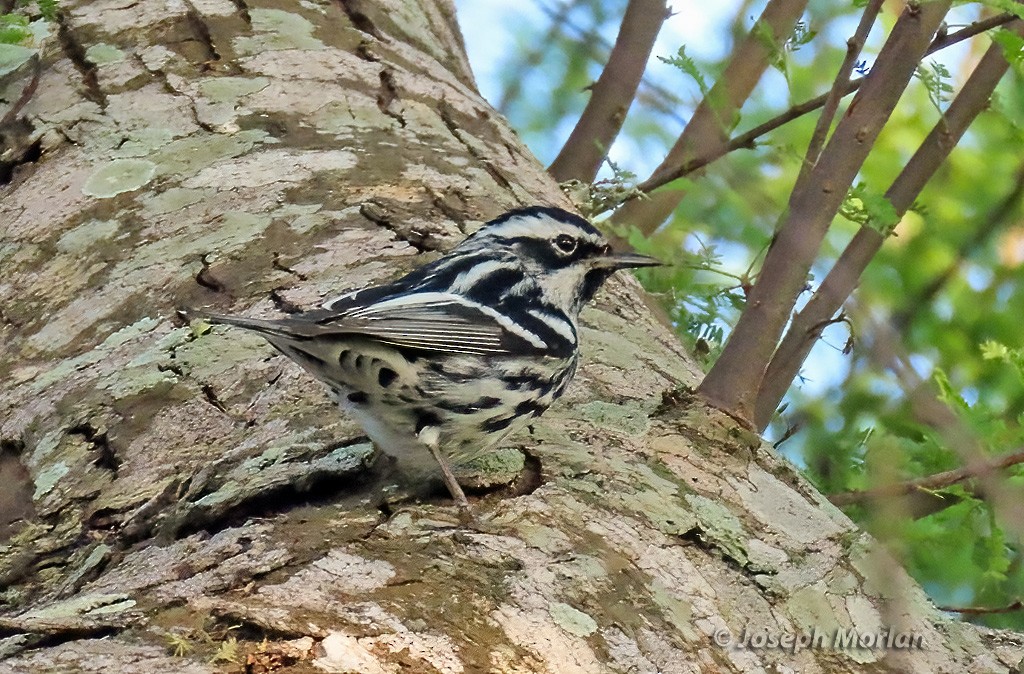 Black-and-white Warbler - ML618748714