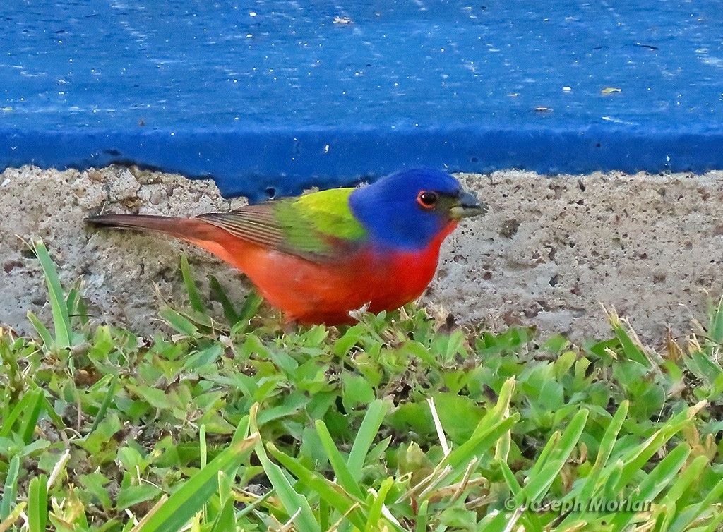 Painted Bunting - ML618748735