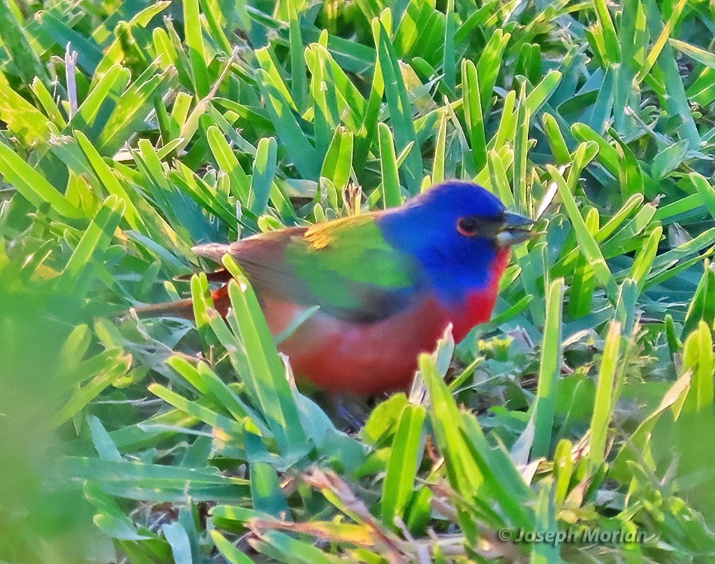 Painted Bunting - ML618748736