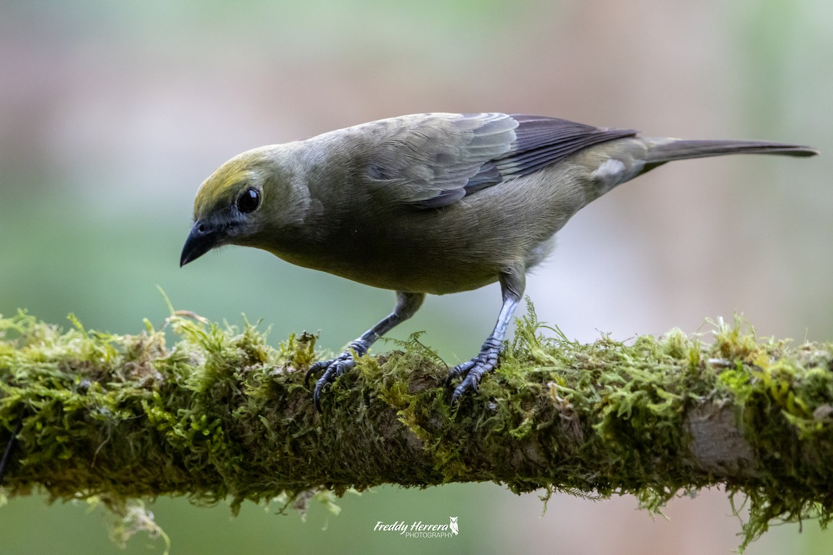 Palm Tanager - ML618748763