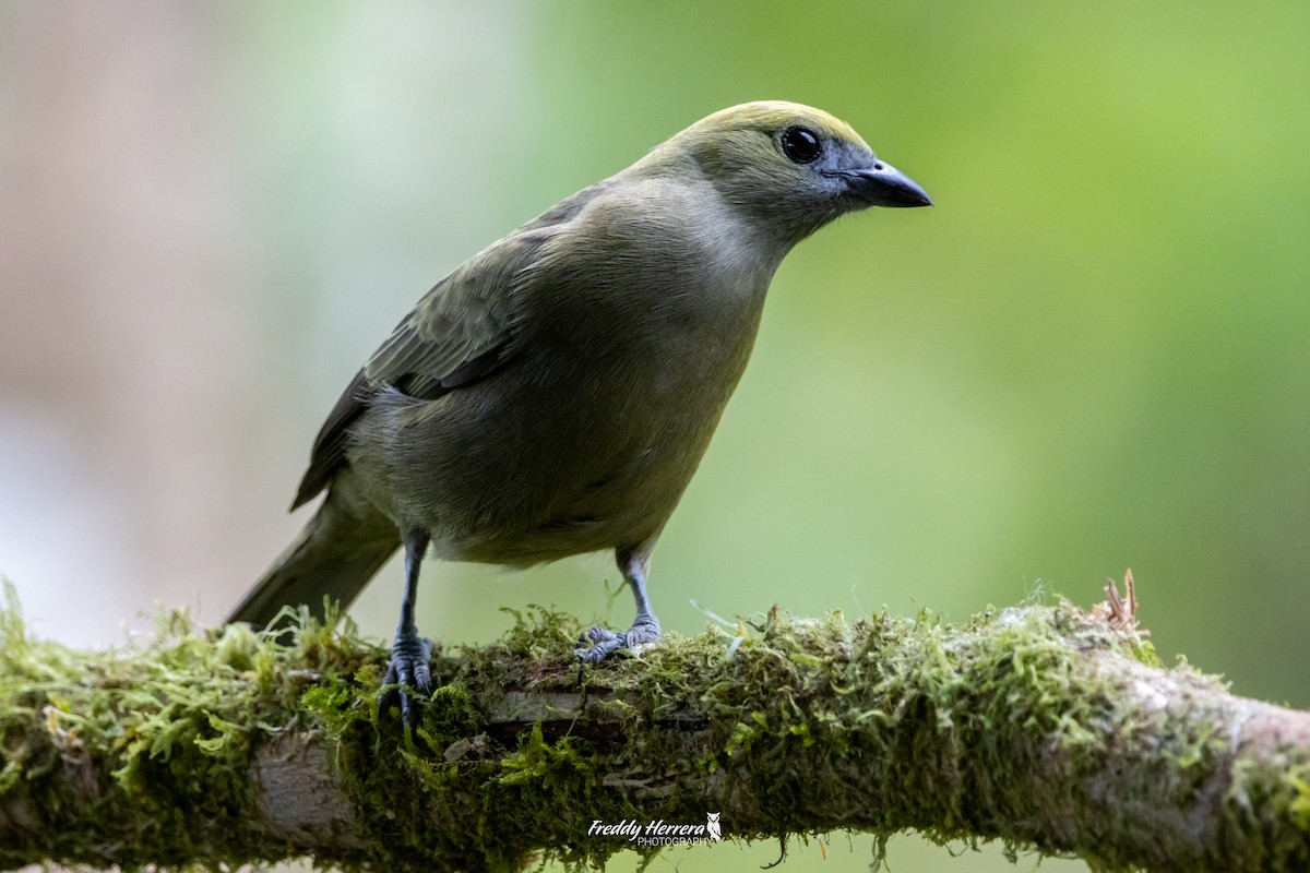 Palm Tanager - ML618748765