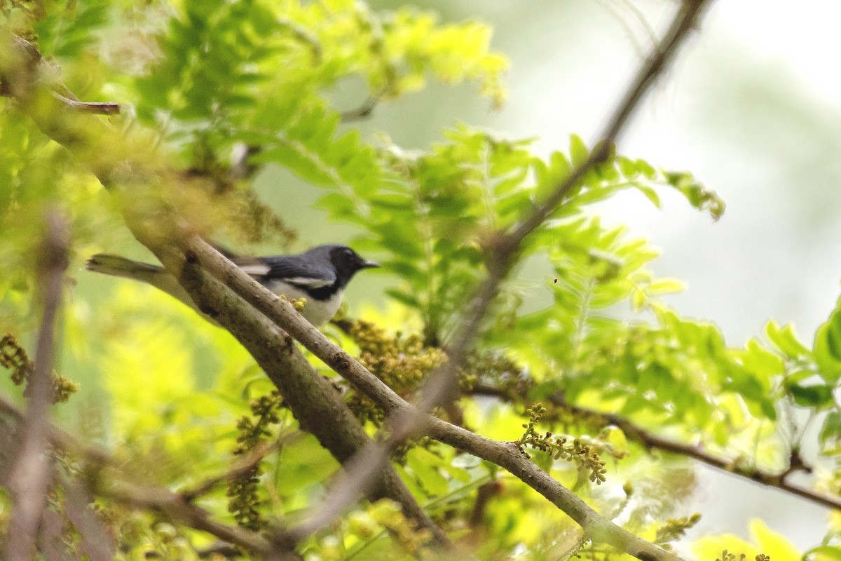 Black-throated Blue Warbler - ML618748769