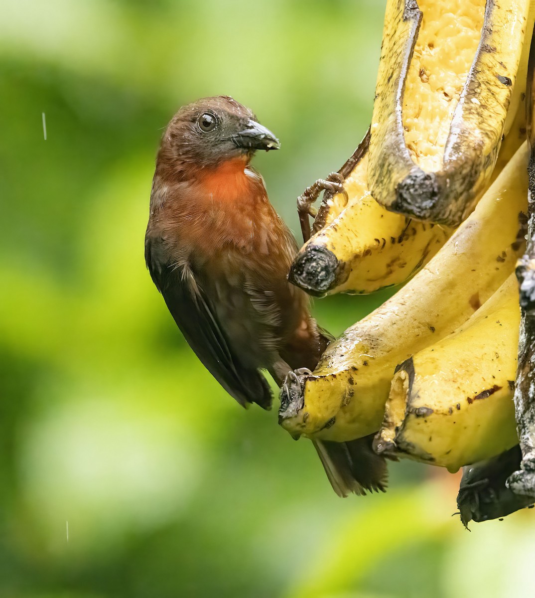 Red-throated Ant-Tanager - ML618748774