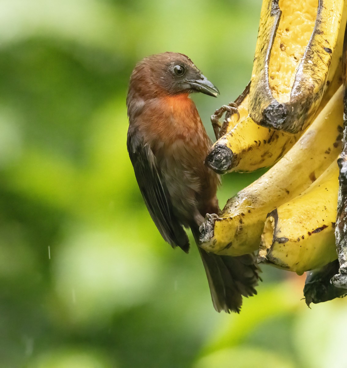Red-throated Ant-Tanager - ML618748775