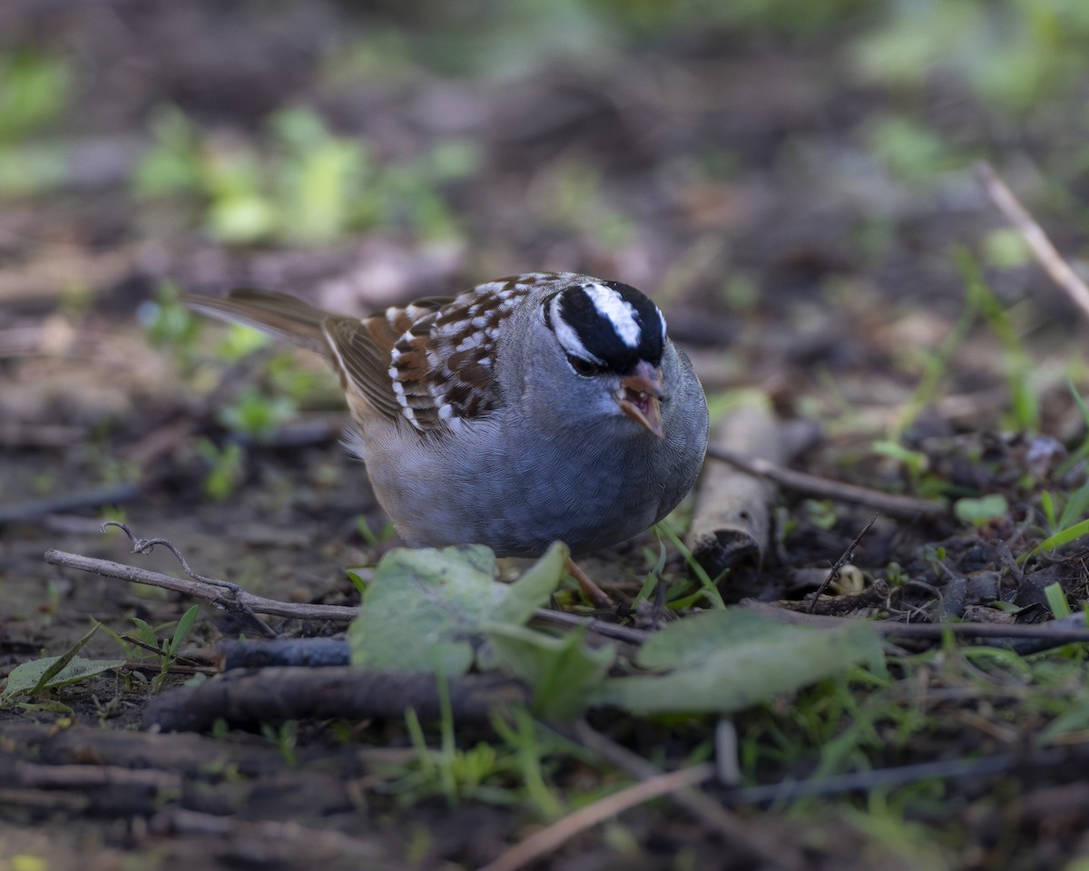 White-crowned Sparrow - ML618748784