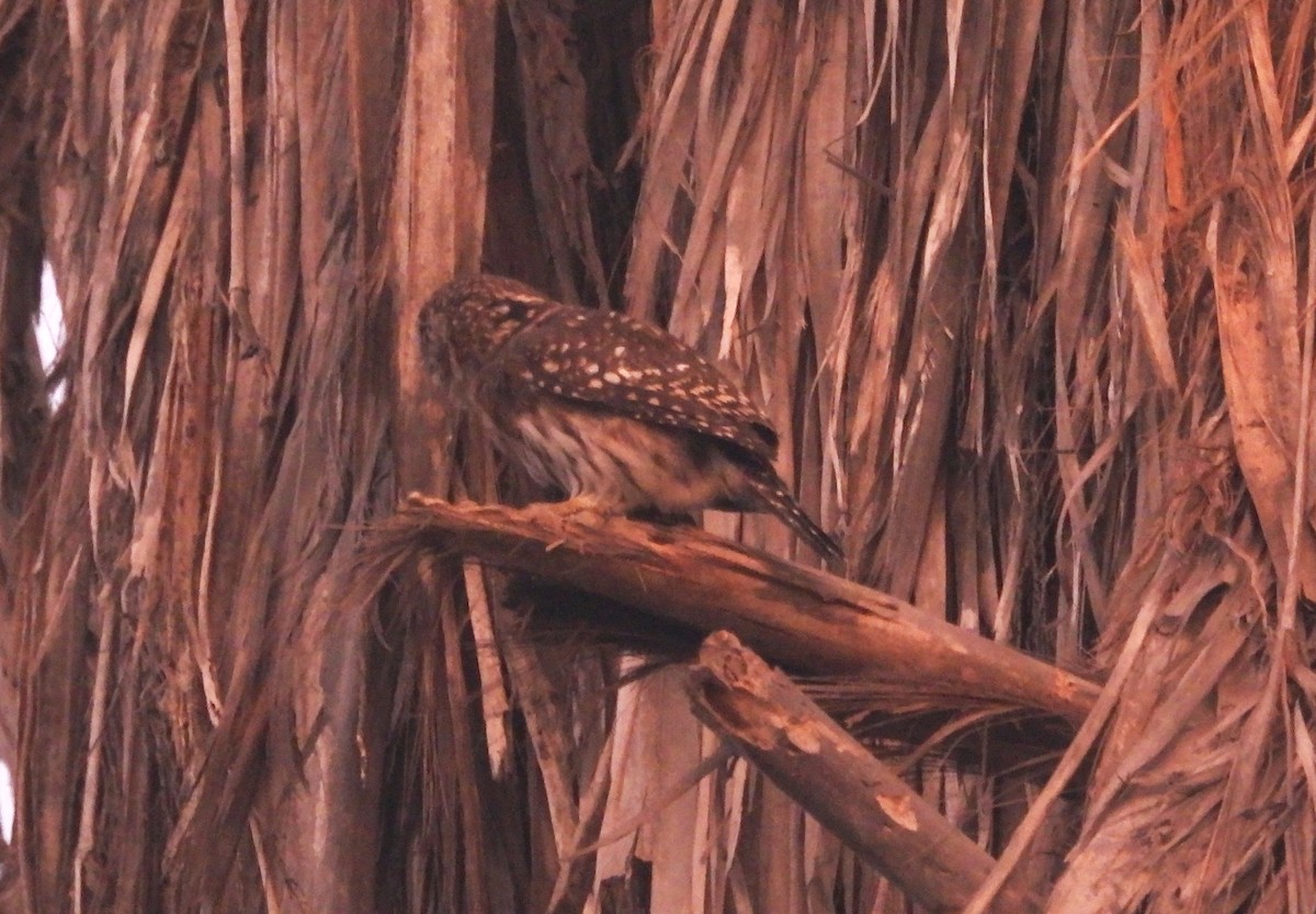 Peruvian Pygmy-Owl - ML618748787
