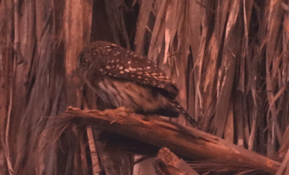 Peruvian Pygmy-Owl - ML618748789