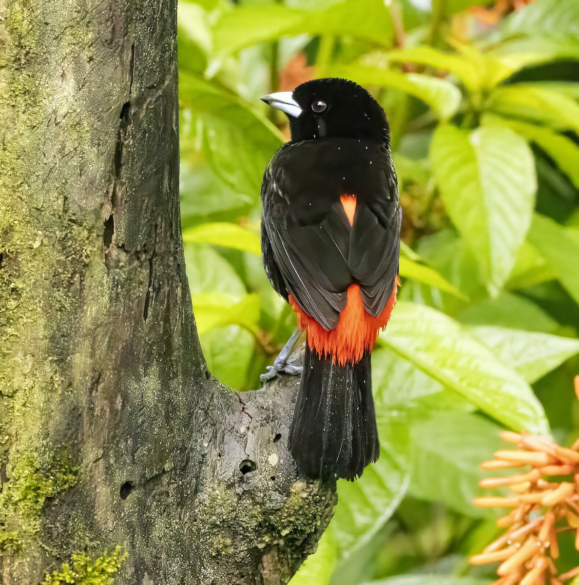 Scarlet-rumped Tanager - ML618748791