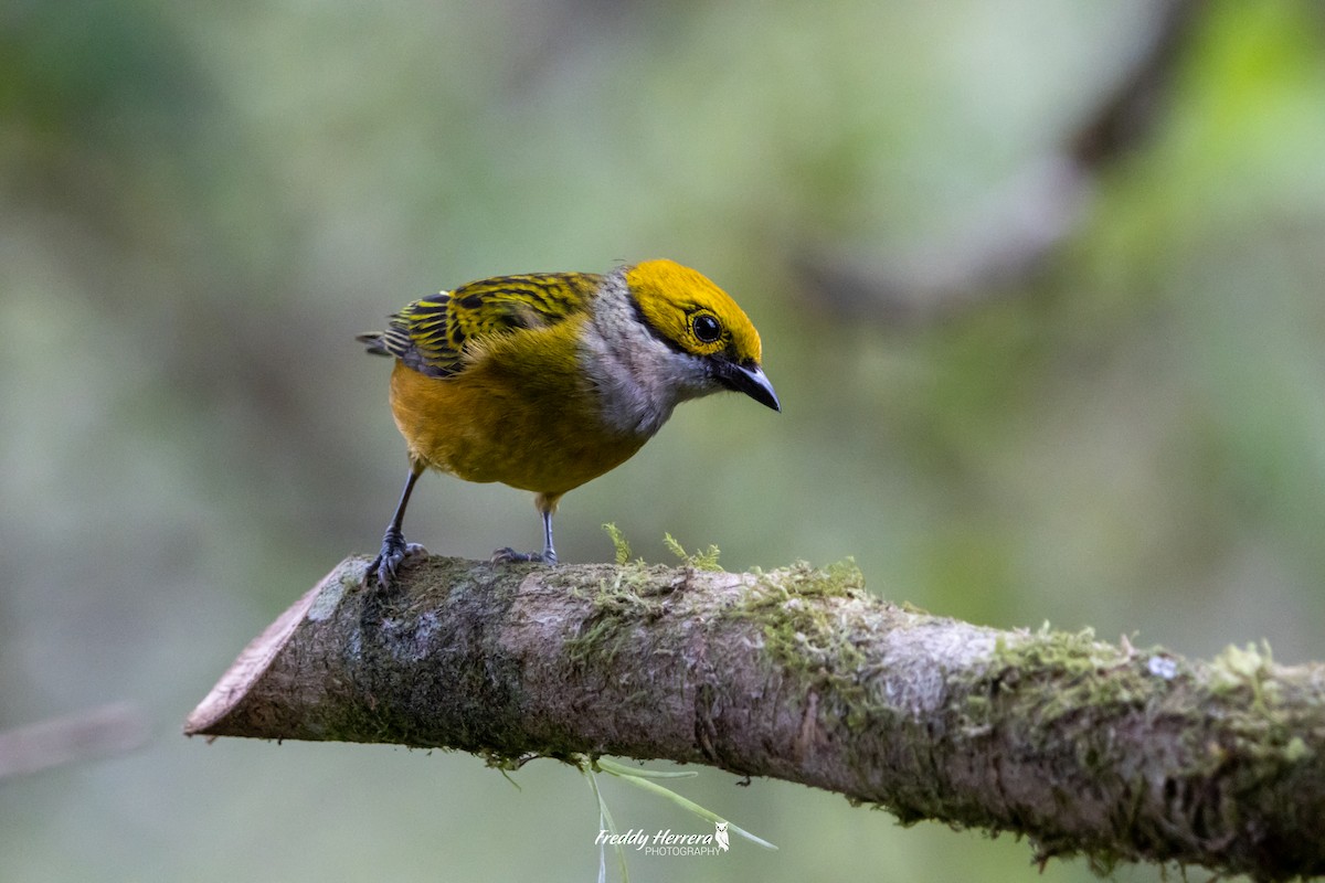 Silver-throated Tanager - ML618748804
