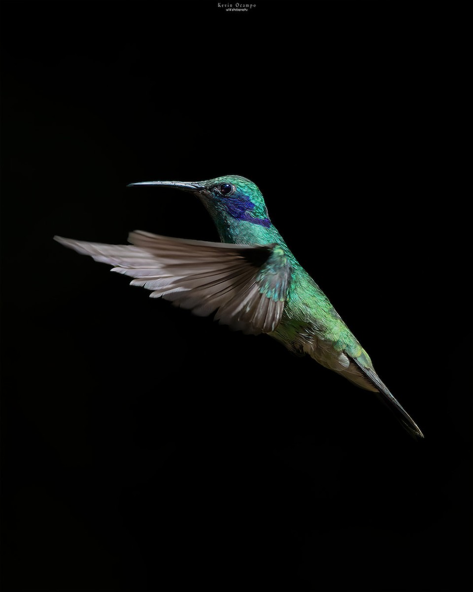 kolibřík modrouchý - ML618748809