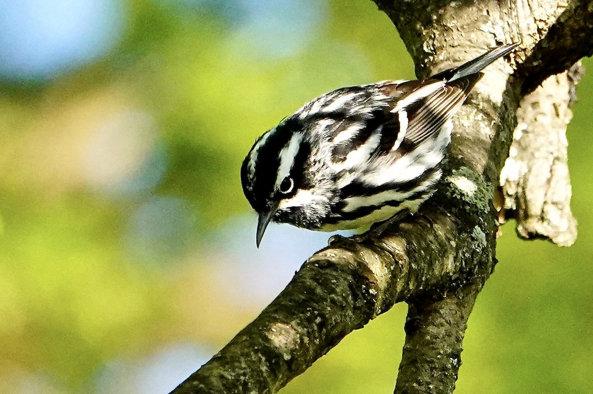 Black-and-white Warbler - ML618748811