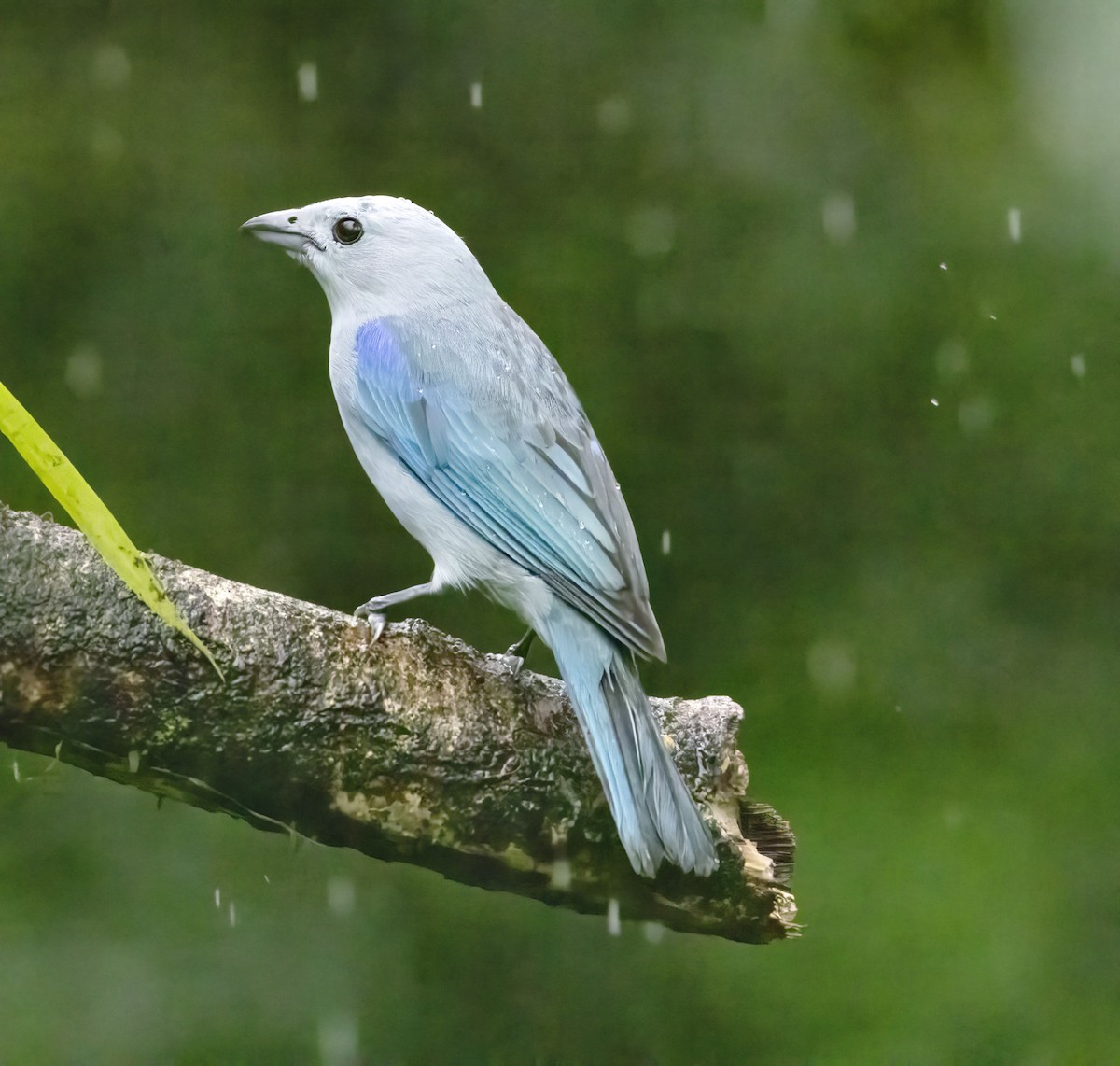 Blue-gray Tanager - ML618748814