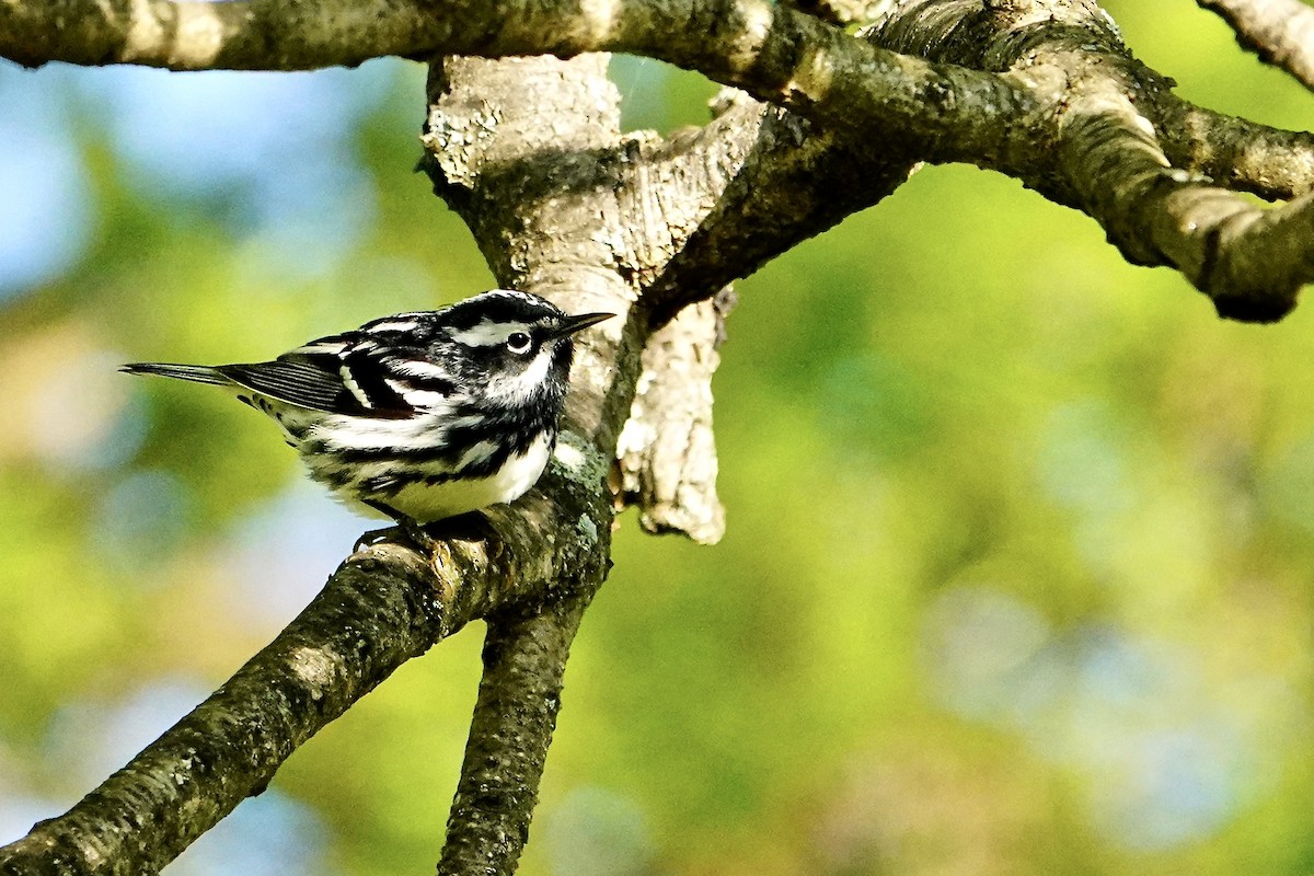 Black-and-white Warbler - ML618748824