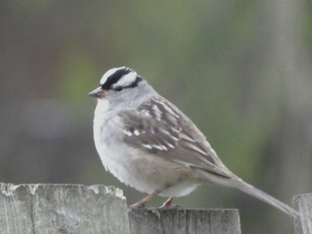 White-crowned Sparrow - ML618748829
