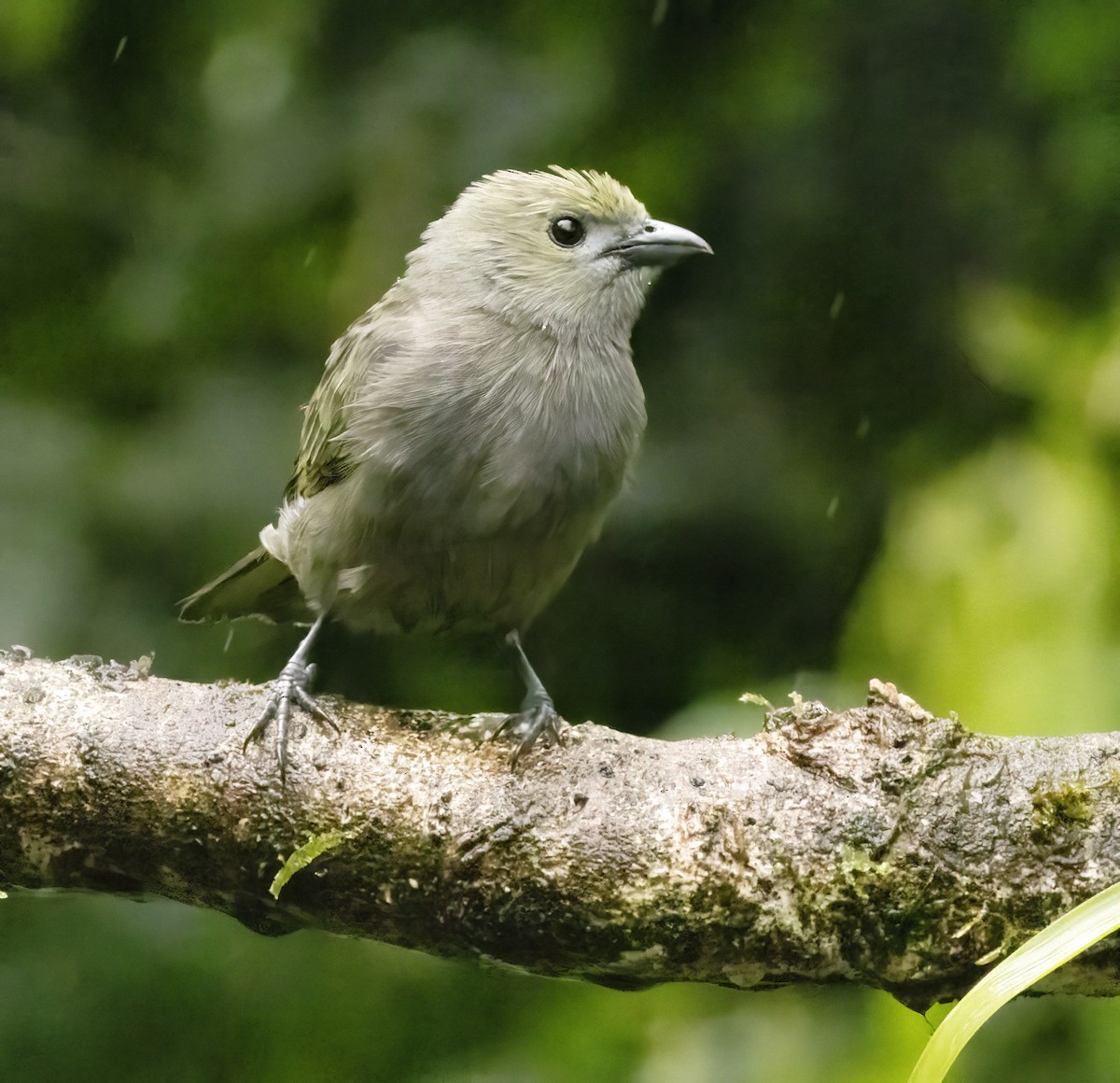 Palm Tanager - ML618748836