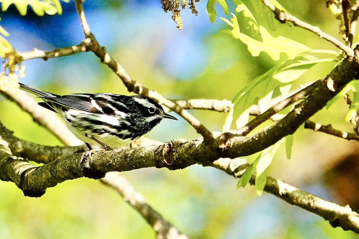 Black-and-white Warbler - ML618748847