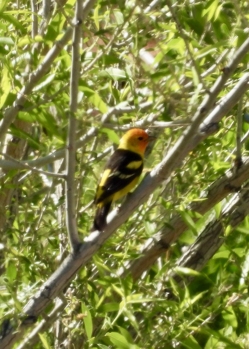 Western Tanager - ML618748869