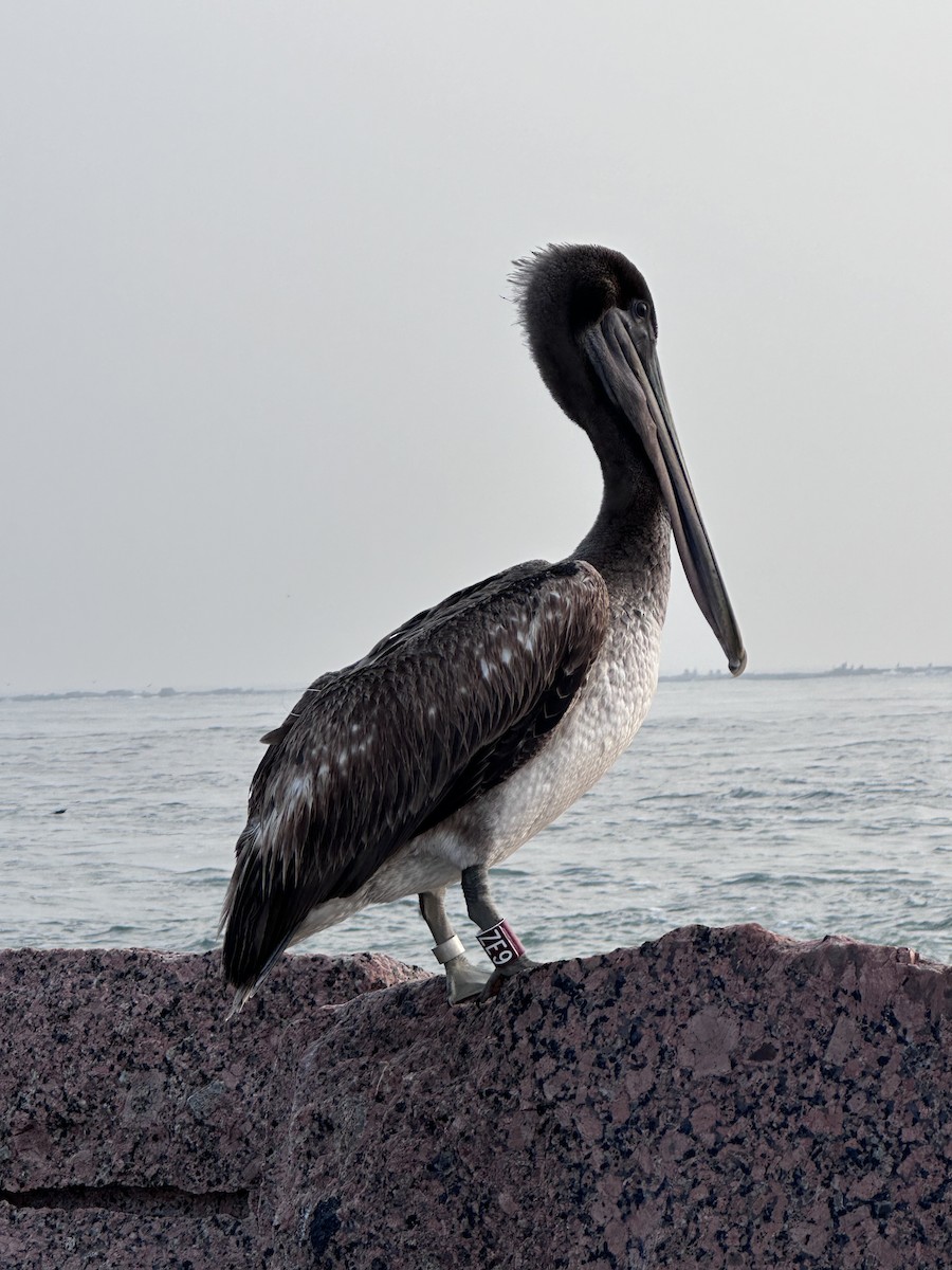 pelikán hnědý - ML618748873