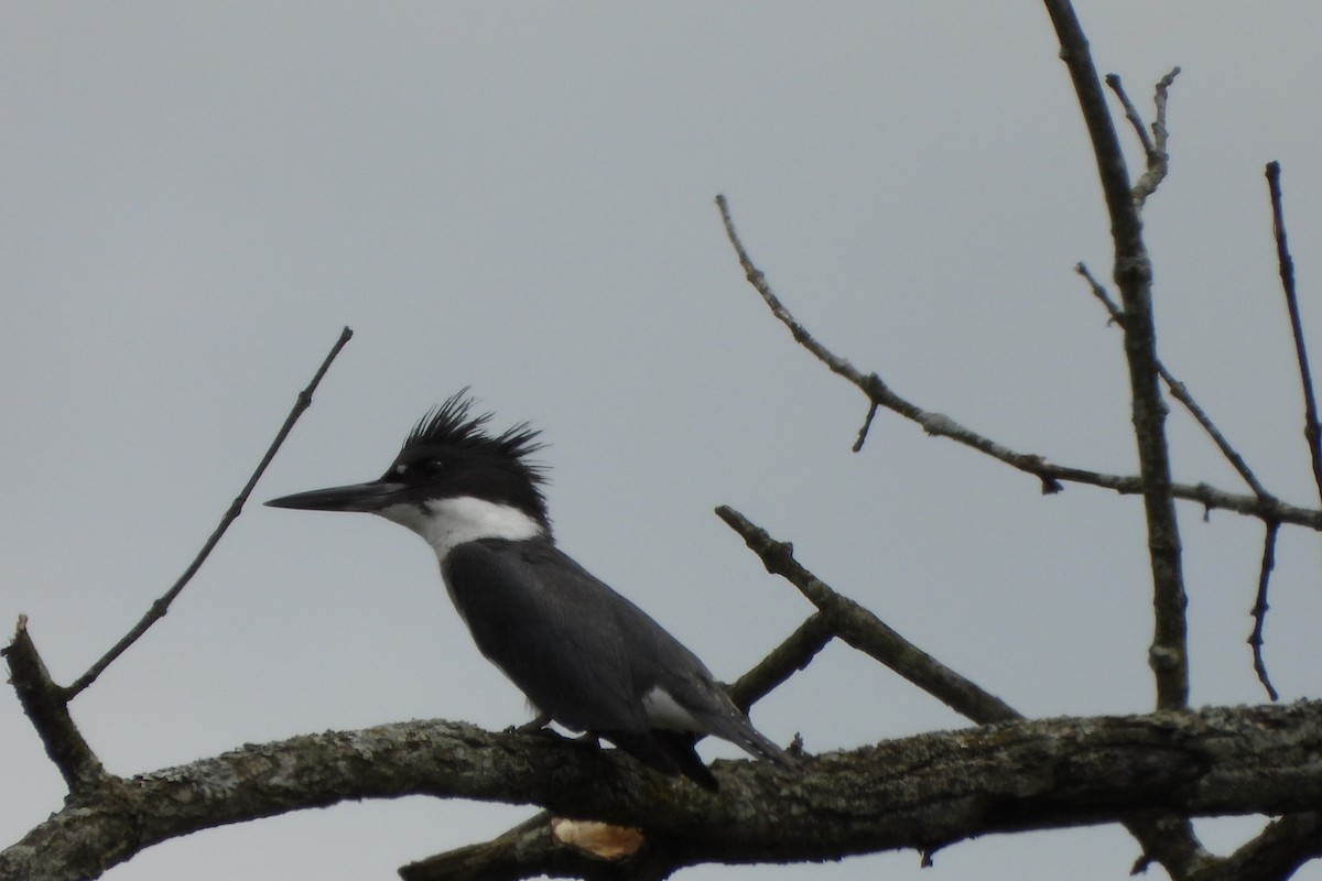 Belted Kingfisher - ML618748964