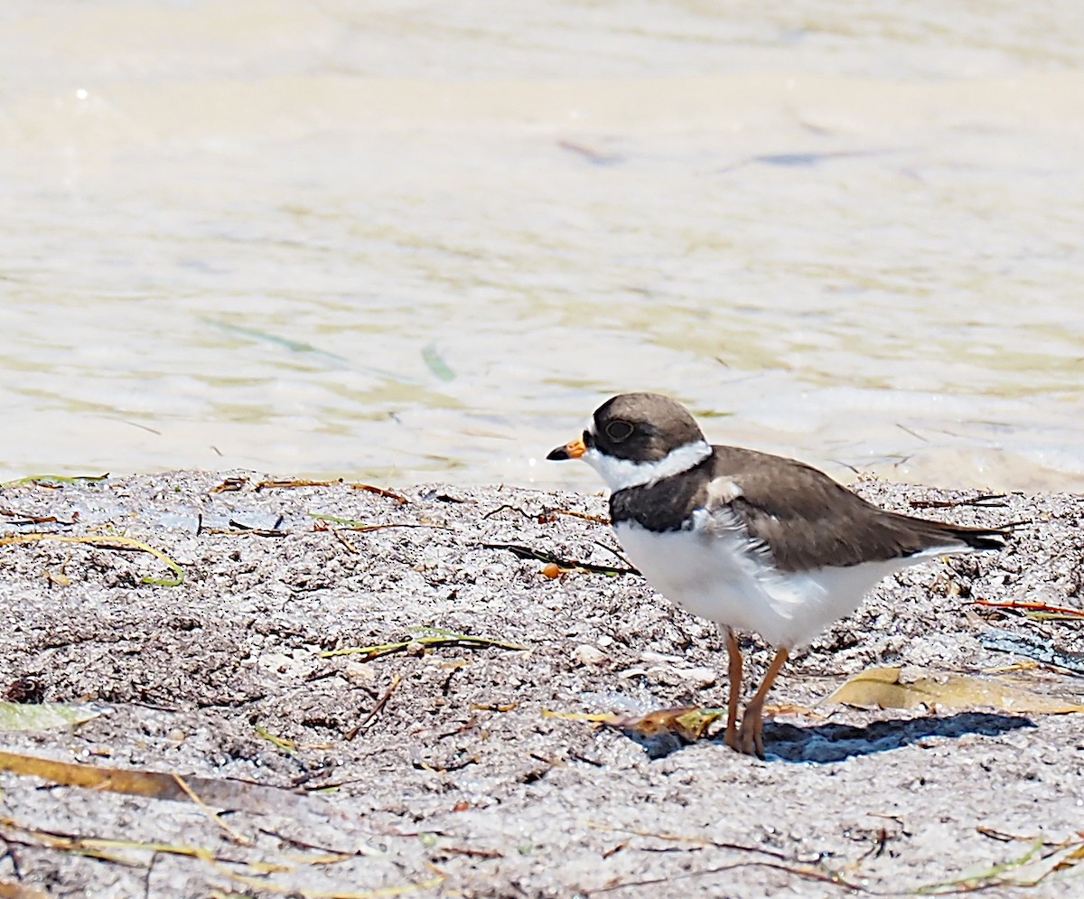 Semipalmated Plover - ML618748975
