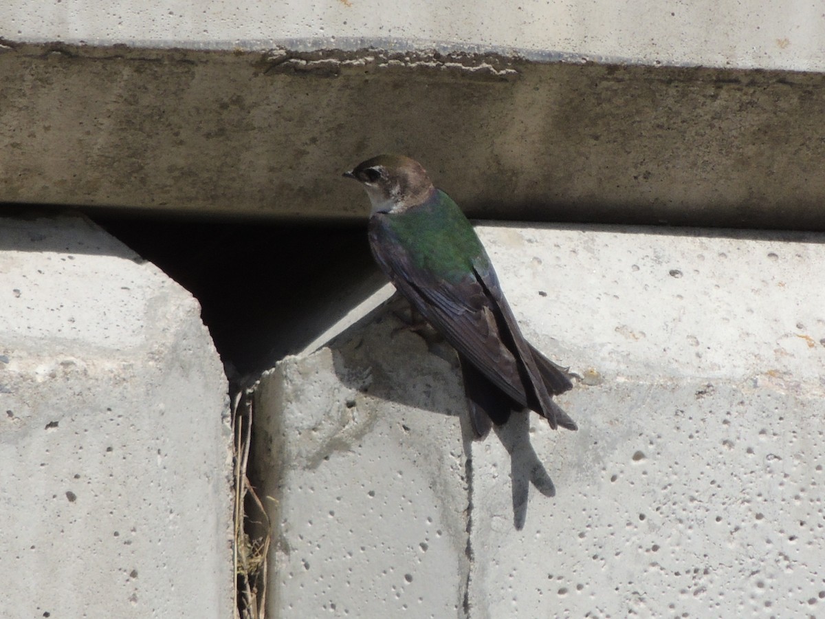 Violet-green Swallow - ML618748981