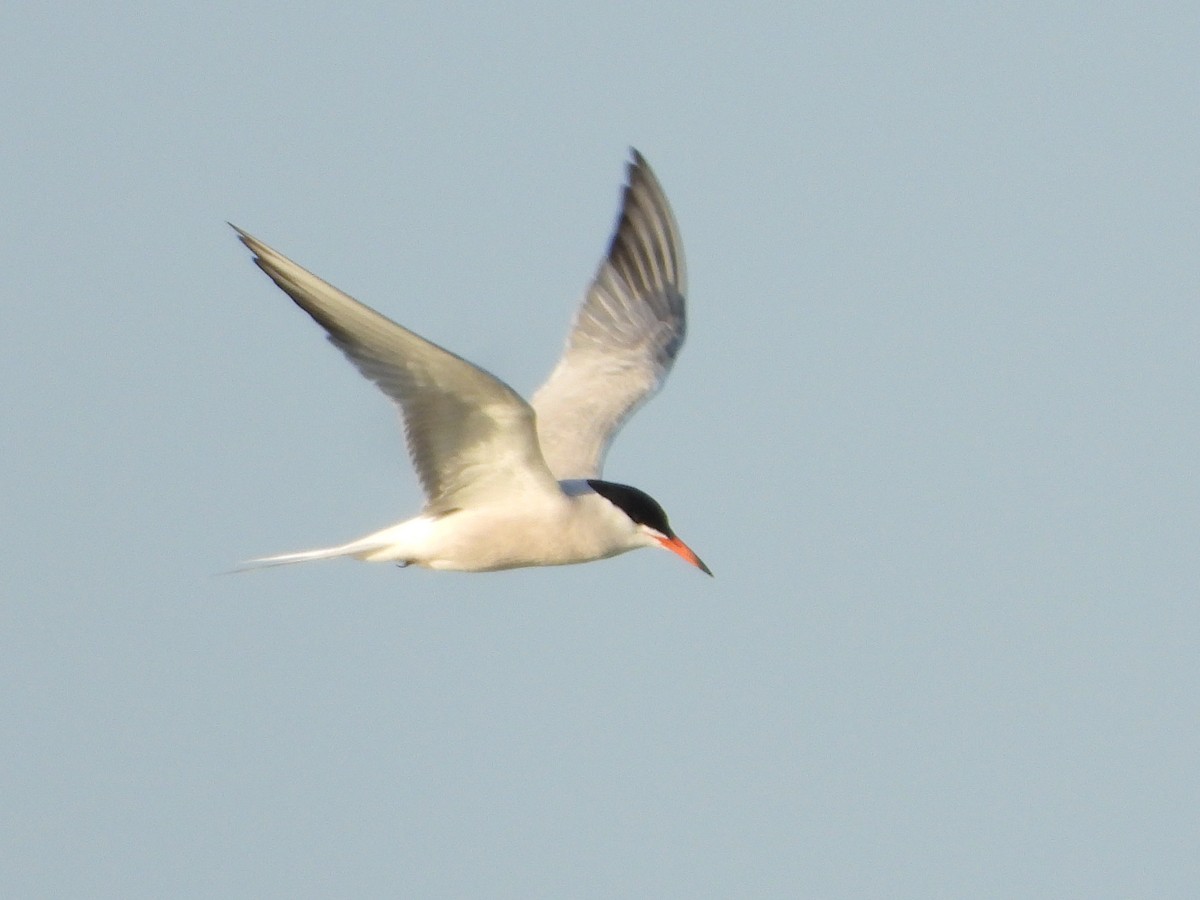 Common Tern - ML618748988