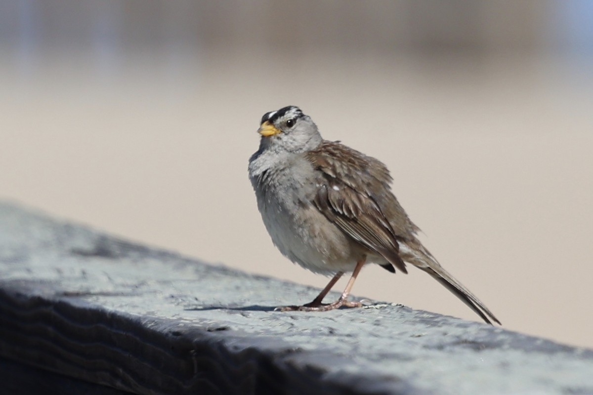 White-crowned Sparrow (nuttalli) - Ann Stockert
