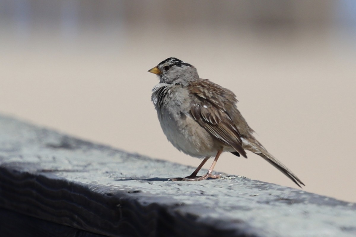 White-crowned Sparrow (nuttalli) - ML618748997