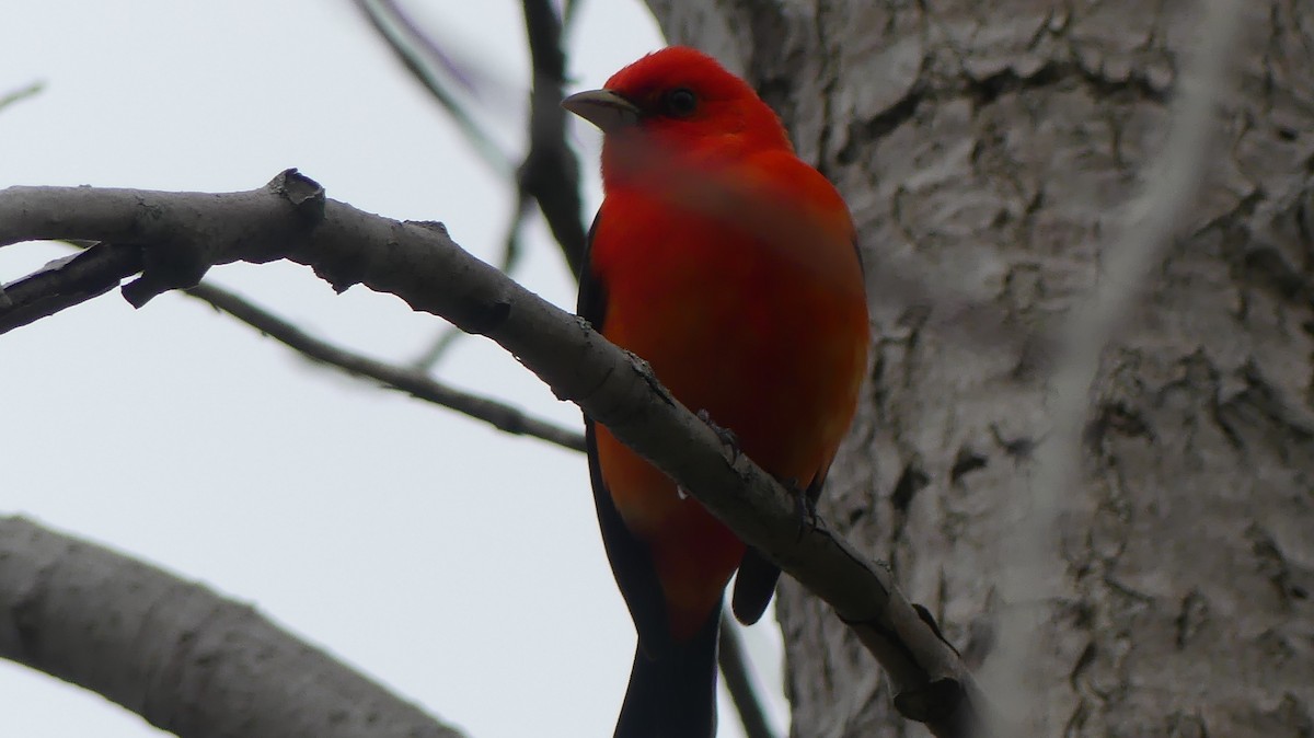 Scarlet Tanager - ML618749013
