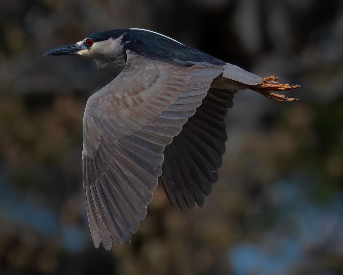 Black-crowned Night Heron - ML618749051