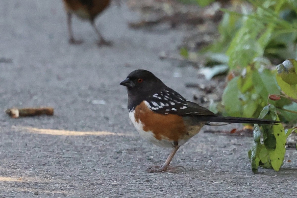 Spotted Towhee - ML618749062