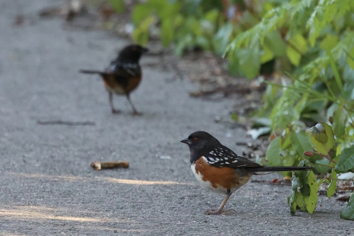 Spotted Towhee - ML618749063