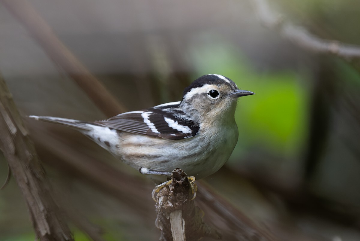 Black-and-white Warbler - ML618749068