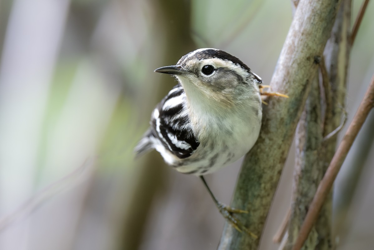 Black-and-white Warbler - ML618749069