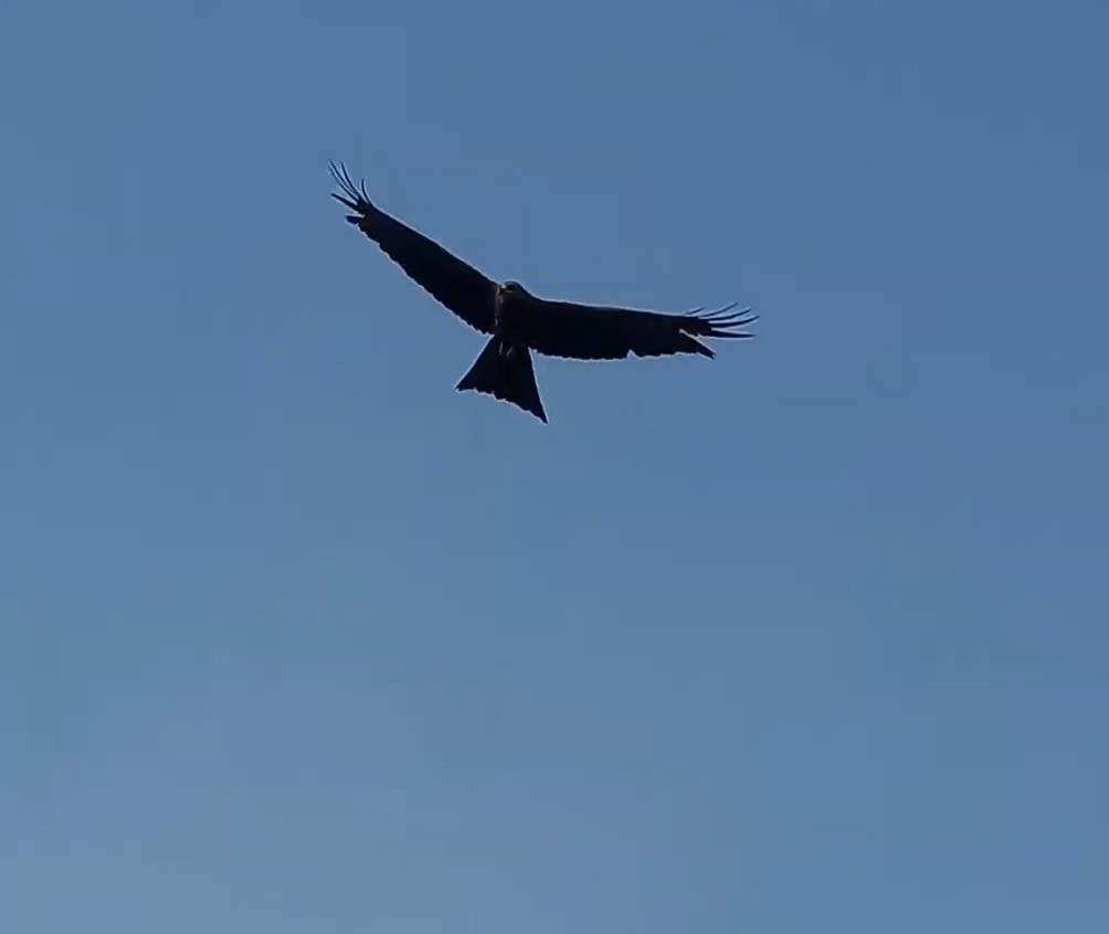 Black Kite - ML618749122