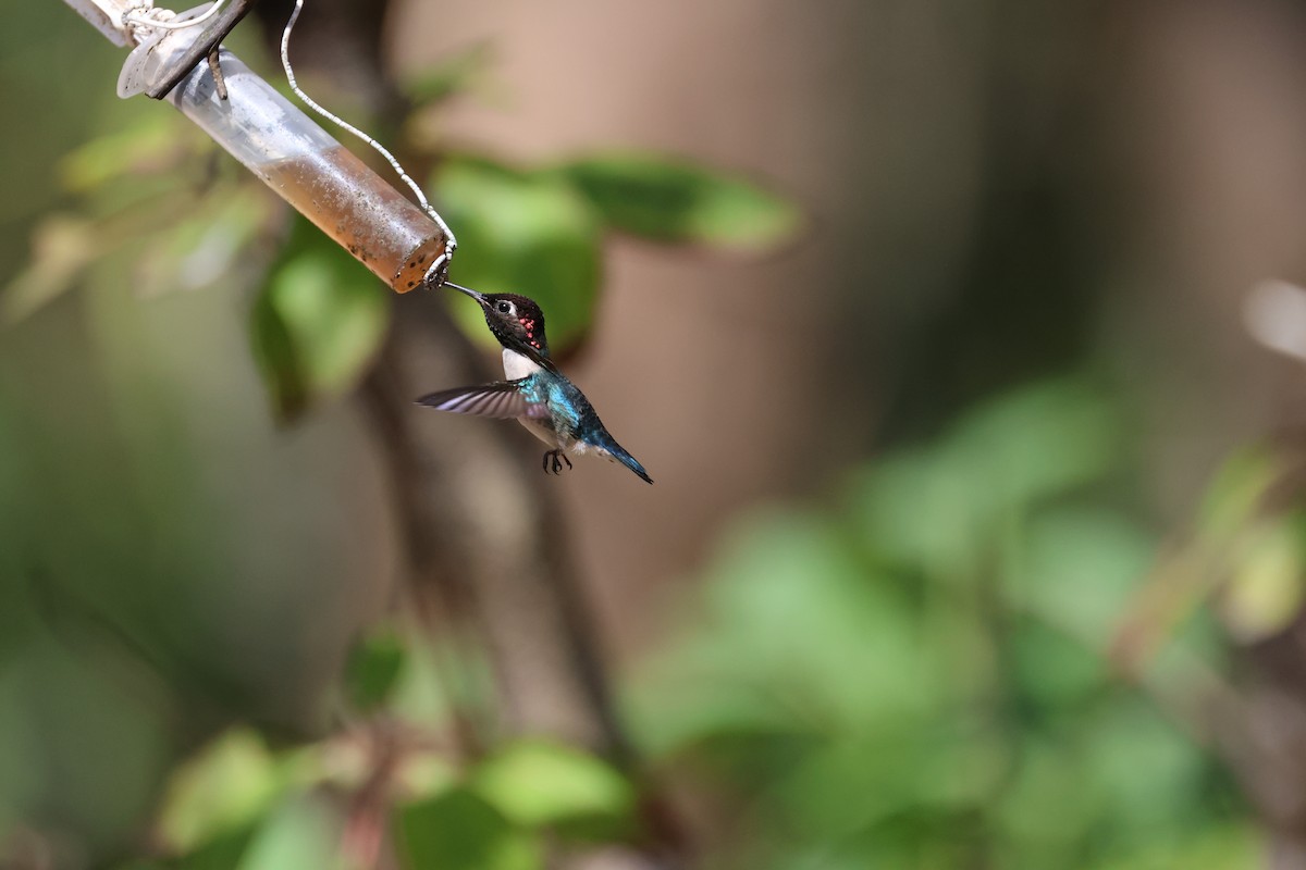 Bee Hummingbird - Michael Friedman