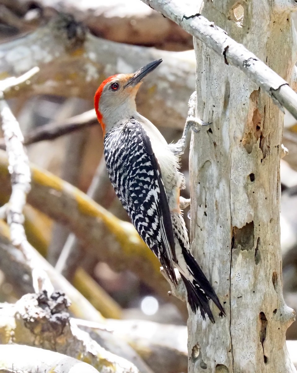 Red-bellied Woodpecker - ML618749151