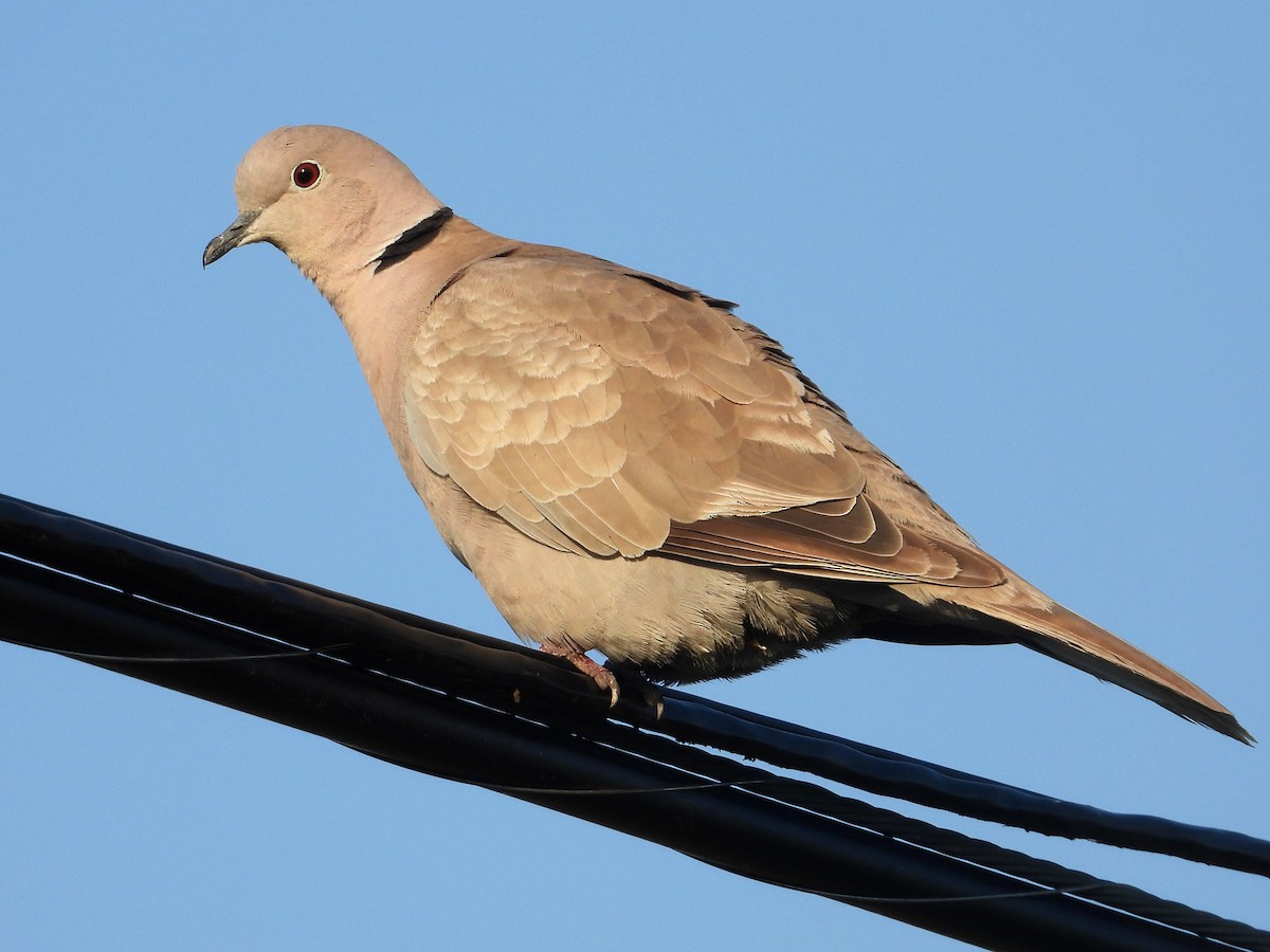Eurasian Collared-Dove - ML618749152