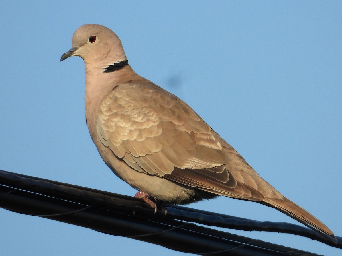 Eurasian Collared-Dove - ML618749156