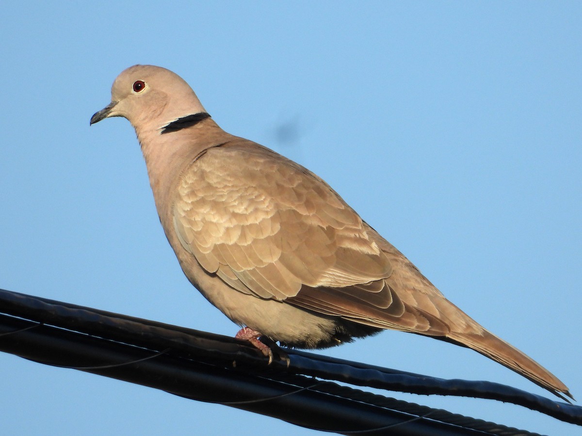 Eurasian Collared-Dove - ML618749157