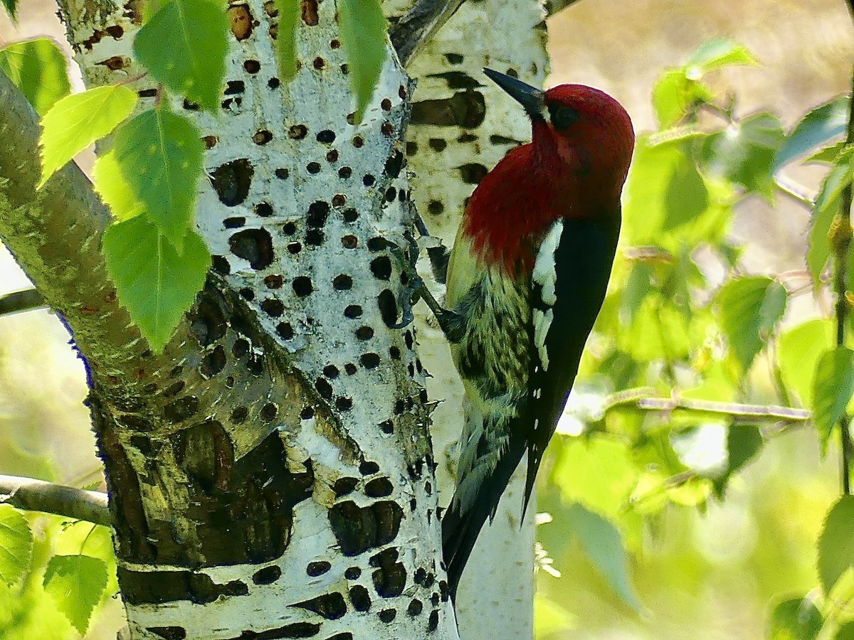 Red-breasted Sapsucker - ML618749191