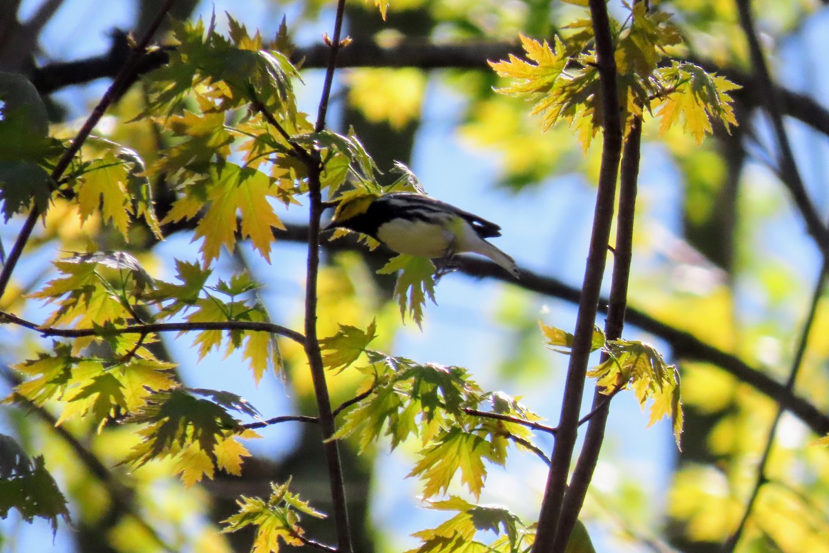 Black-throated Green Warbler - Johanne Simard