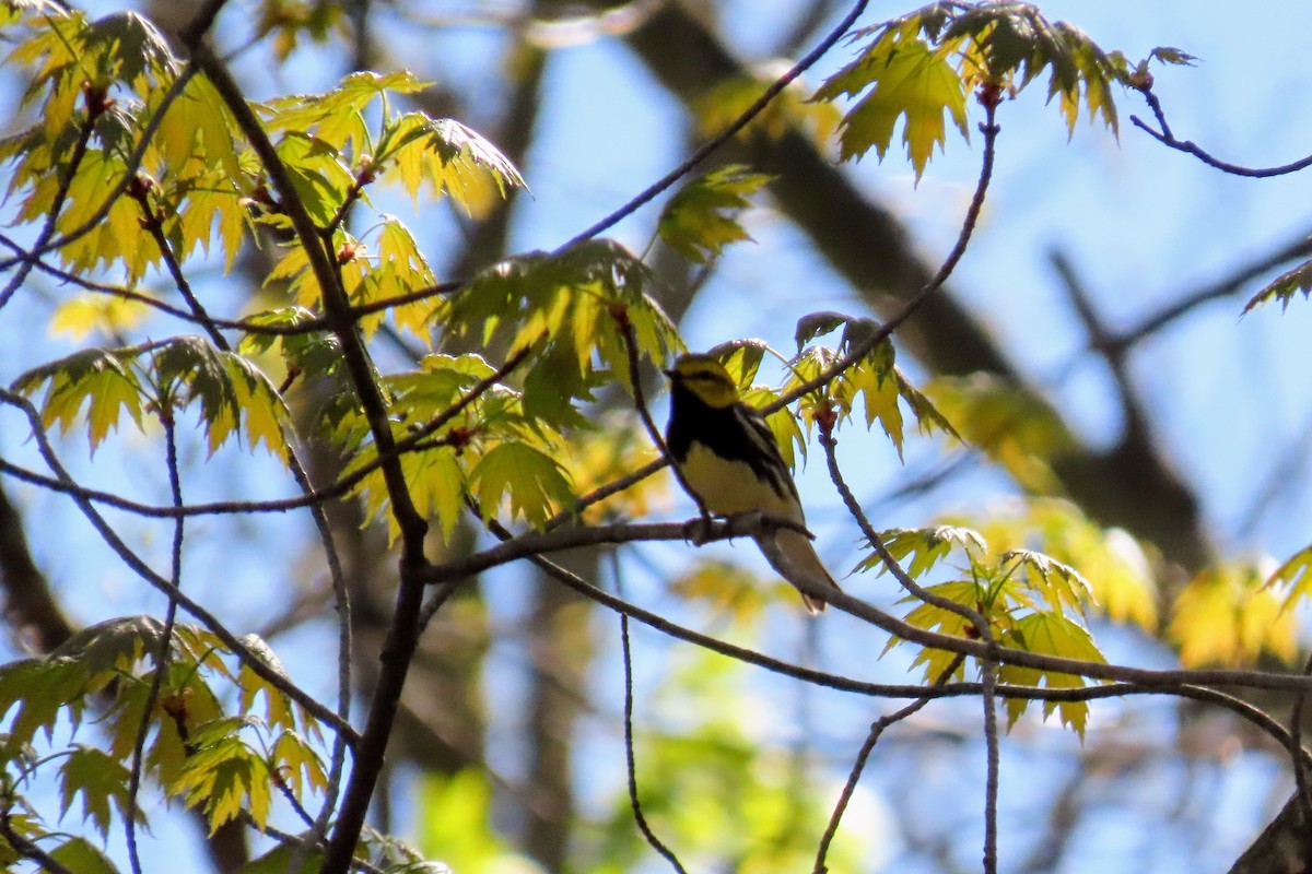 Black-throated Green Warbler - ML618749197