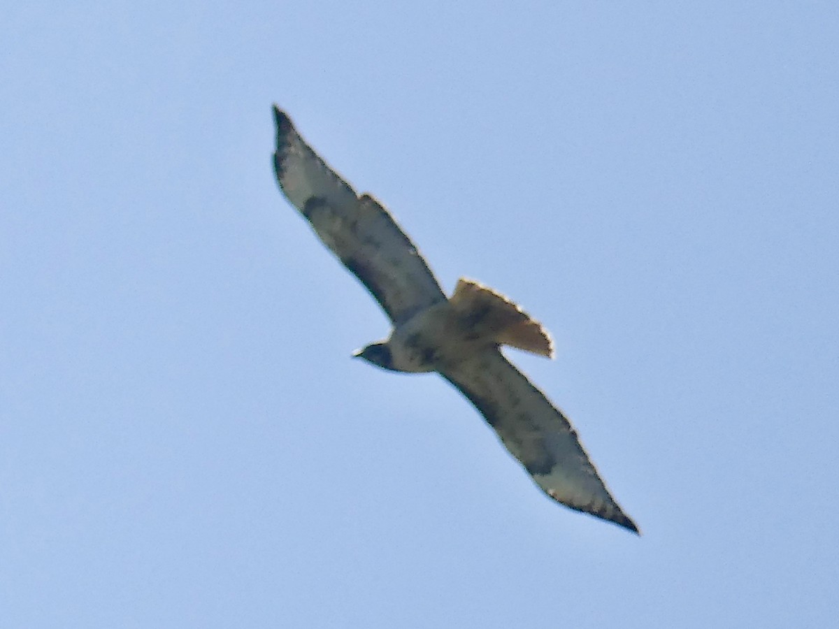 Red-tailed Hawk - ML618749201