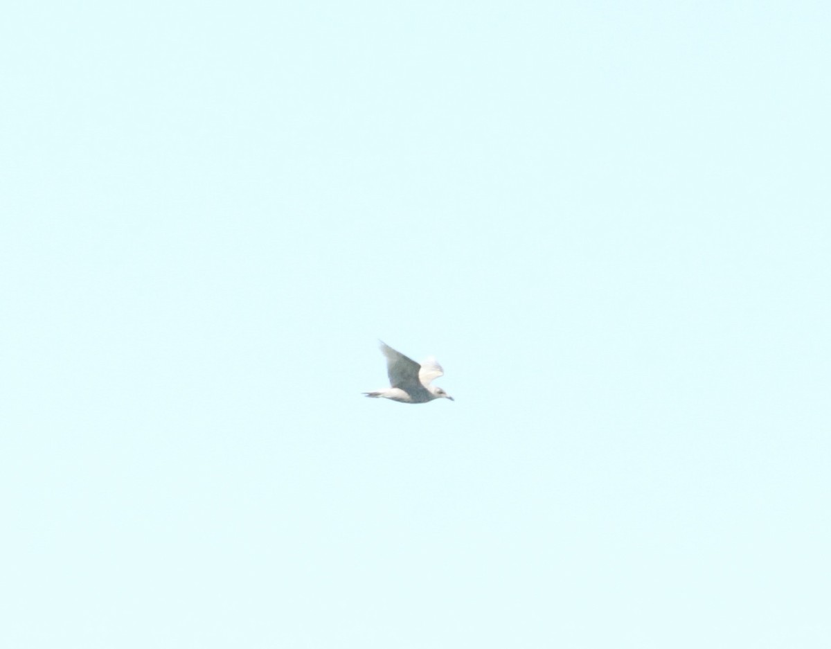Glaucous-winged Gull - Paul Saraceni
