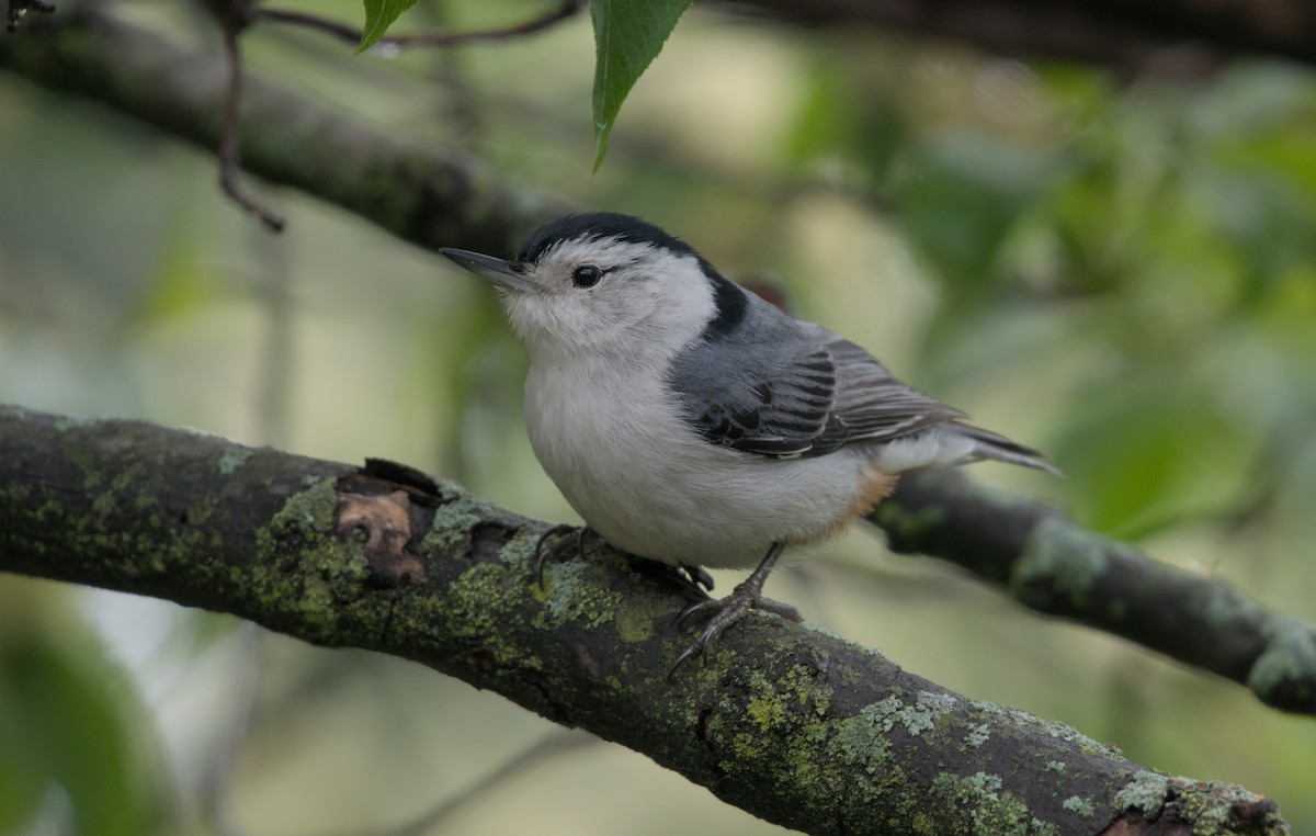 White-breasted Nuthatch - ML618749216