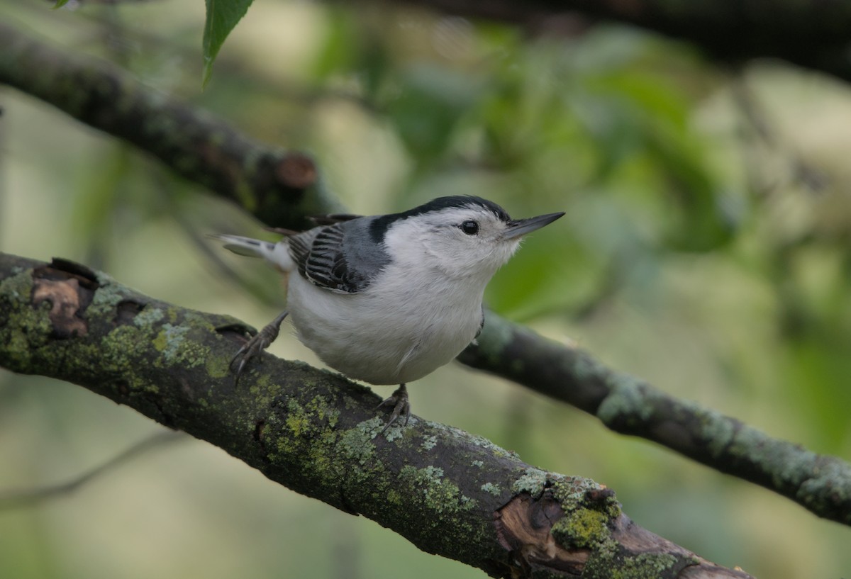 White-breasted Nuthatch - ML618749217