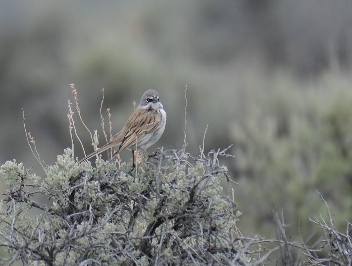 Sagebrush Sparrow - ML618749244