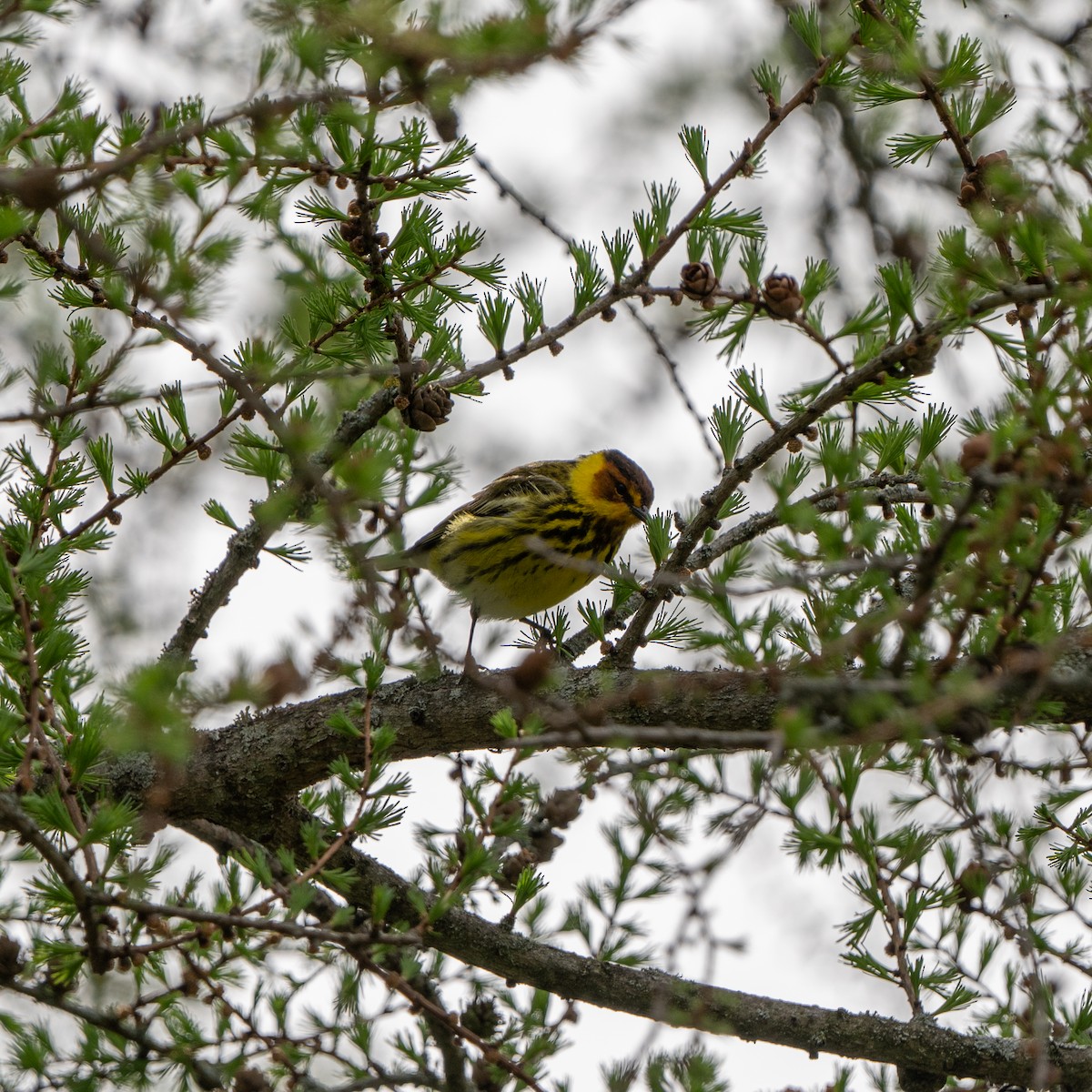 Cape May Warbler - ML618749274