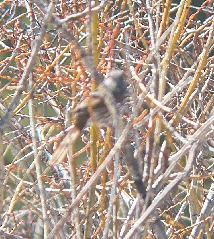 Fox Sparrow (Slate-colored) - ML618749325